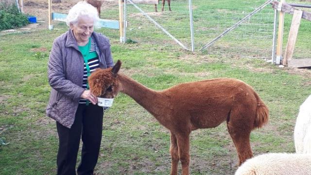 ... beim Füttern der Tiere. | Fotos: Caritas