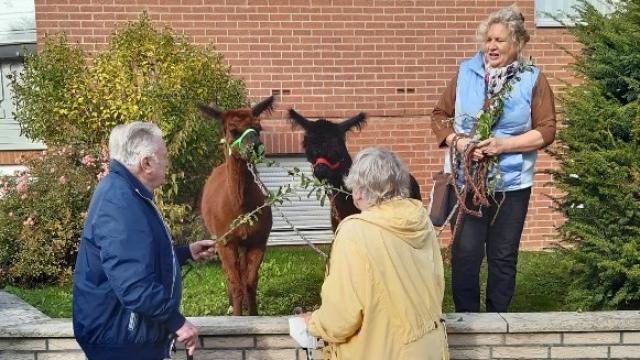 Christina Engelhardt (r.) berichtet allerlei Wissenswertes über Alpakas. | Foto: Caritas