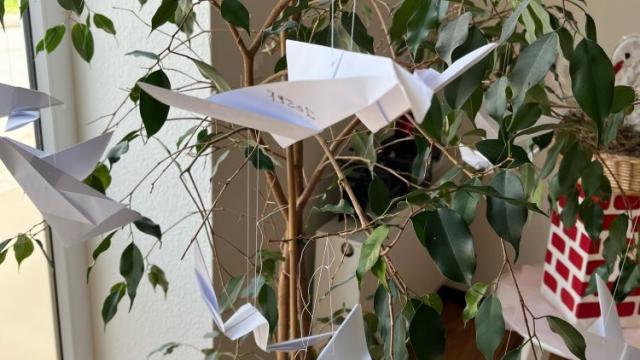 … einige Pflanzen in der Tagspflege St. Vinzenz.